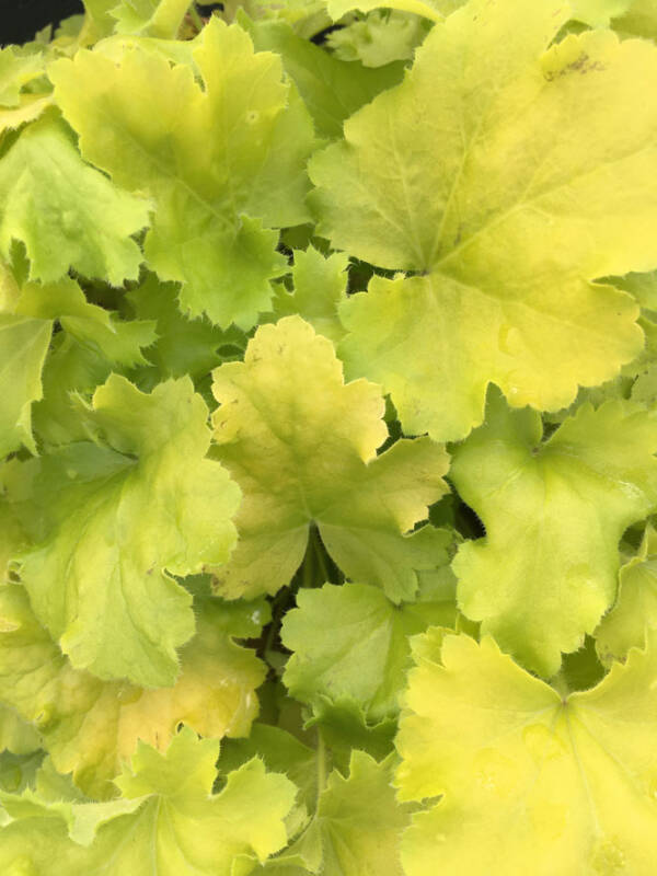 Heuchera Lemon Love - imagine 2