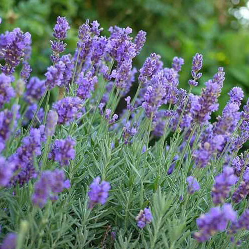 Lavandula Phenomenal