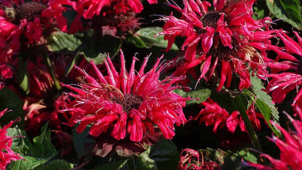 Monarda Bee-Happy - imagine 3