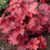 Heuchera Forever Red