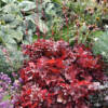 Heuchera Forever Red - imagine 3