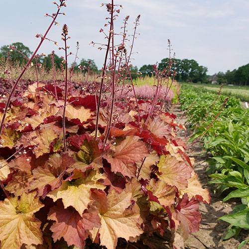 Heuchera Rex Dark Amber