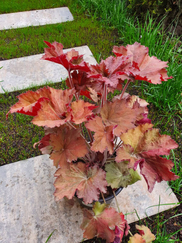 Heuchera Rex Dark Amber - imagine 2