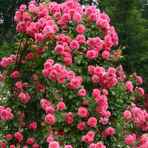 Trandafir Rosarium Uetersen