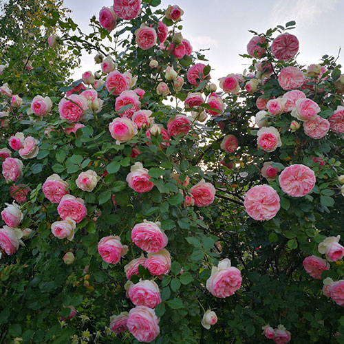 Trandafir Eden Rose