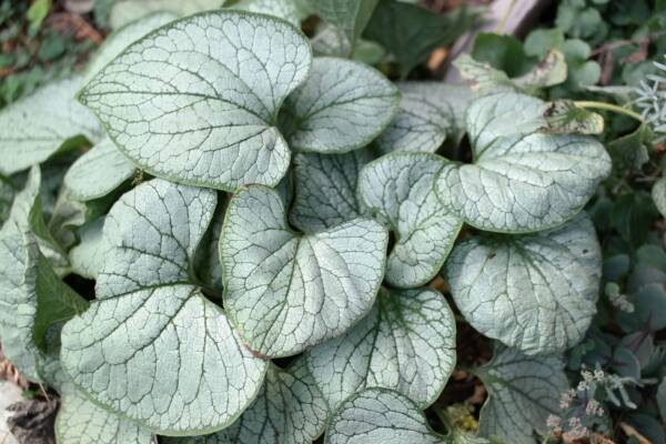 Brunnera Silver Heart - imagine 2