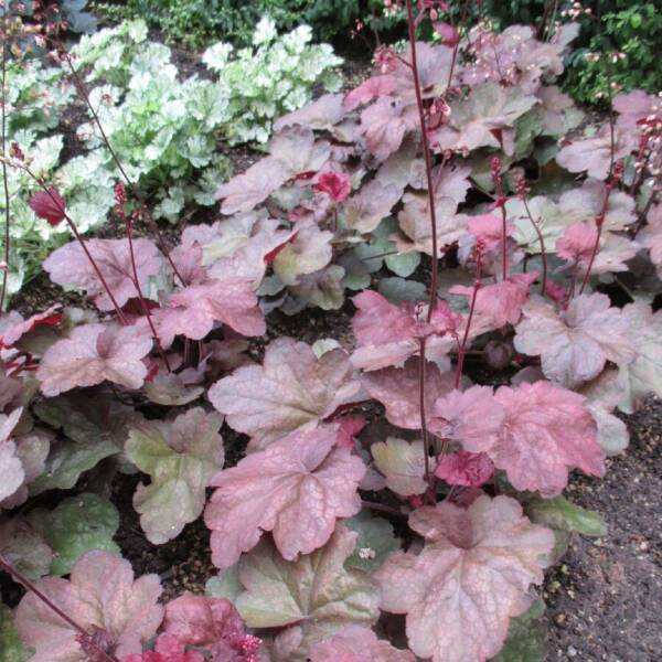 Heuchera Candy Apple - imagine 4