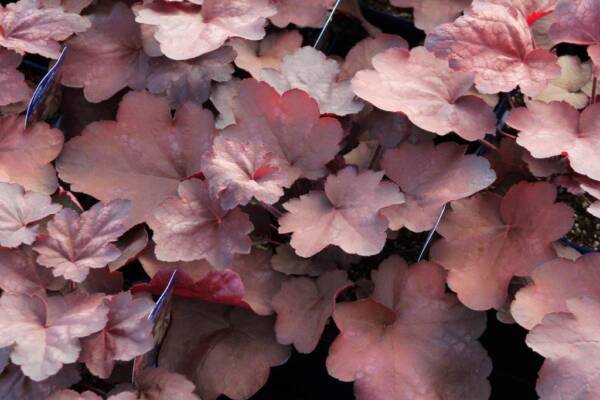 Heuchera Candy Apple - imagine 3