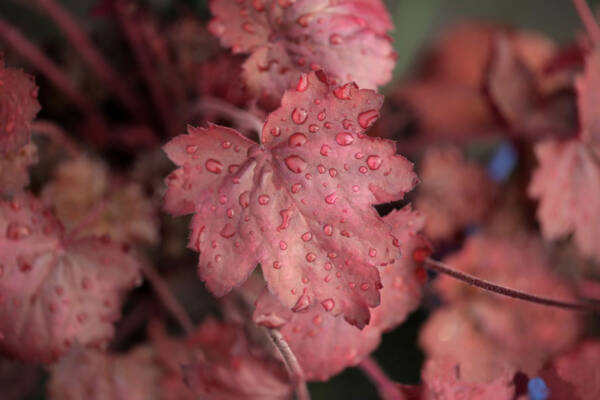 Heuchera Candy Apple - imagine 5