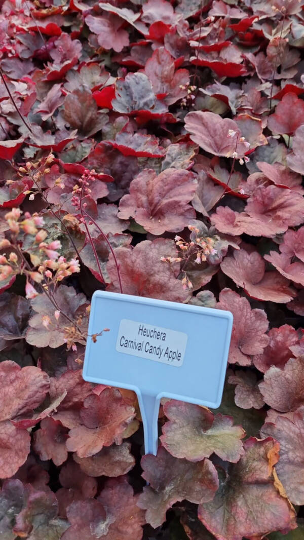 Heuchera Candy Apple - imagine 2