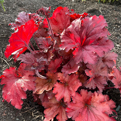 Heuchera Fire Alarm