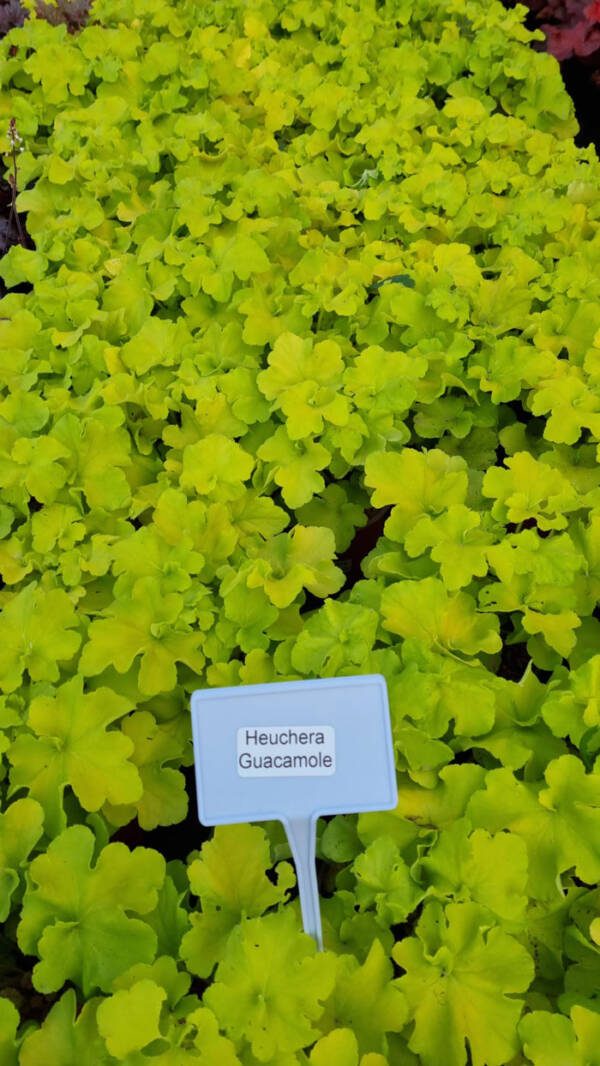 Heuchera Guacamole - imagine 2