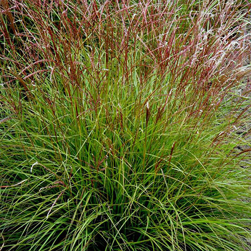 Miscanthus Cute One