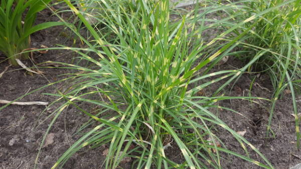 Miscanthus Strictus - imagine 2