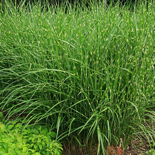 Miscanthus Strictus Dwarf