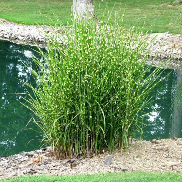 Miscanthus Strictus - imagine 3