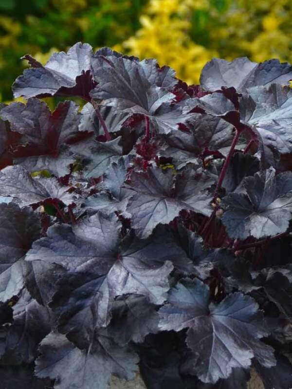 Heuchera Black Pearl - imagine 3