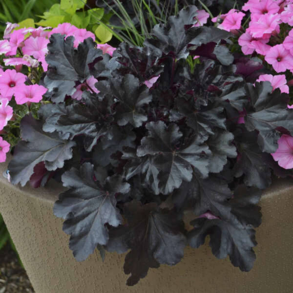 Heuchera Black Pearl - imagine 4