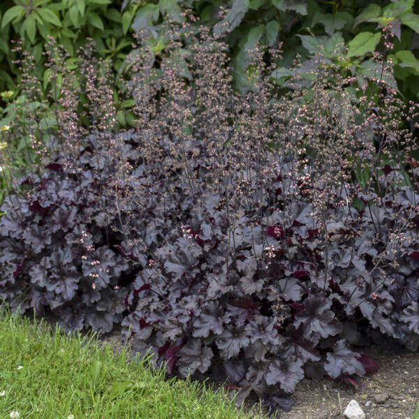 Heuchera Black Pearl - imagine 2