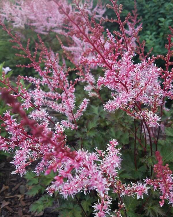 Astilbe Deft Lace - imagine 2