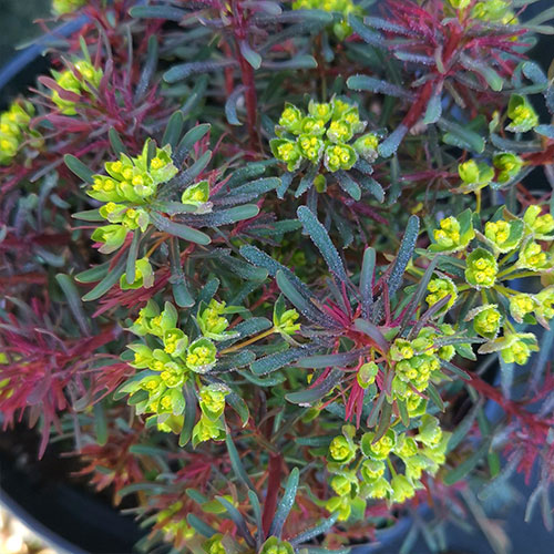 Euphorbia Fens Ruby