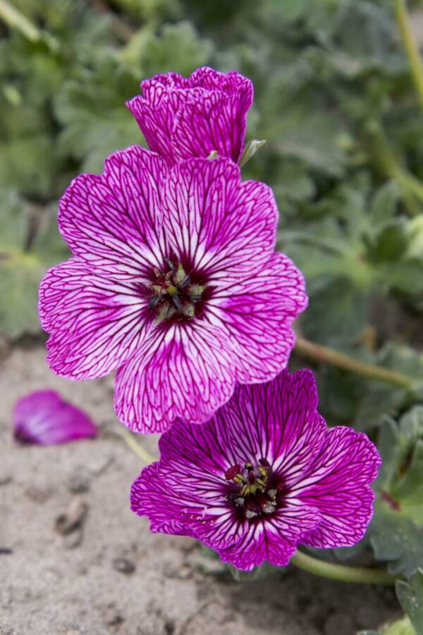 Geranium Jolly Jewel Lilac - imagine 4