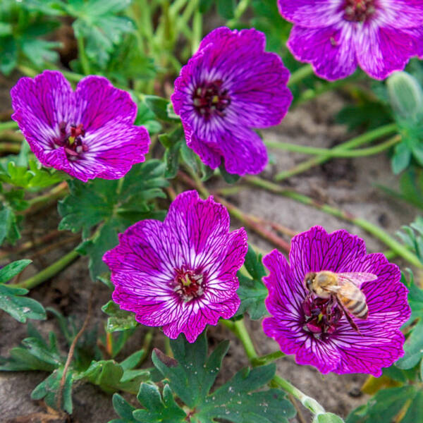 Geranium Jolly Jewel Lilac - imagine 2