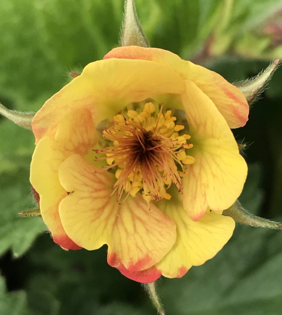 Geum Cocktail Tequila Sunrise Gradina Chic