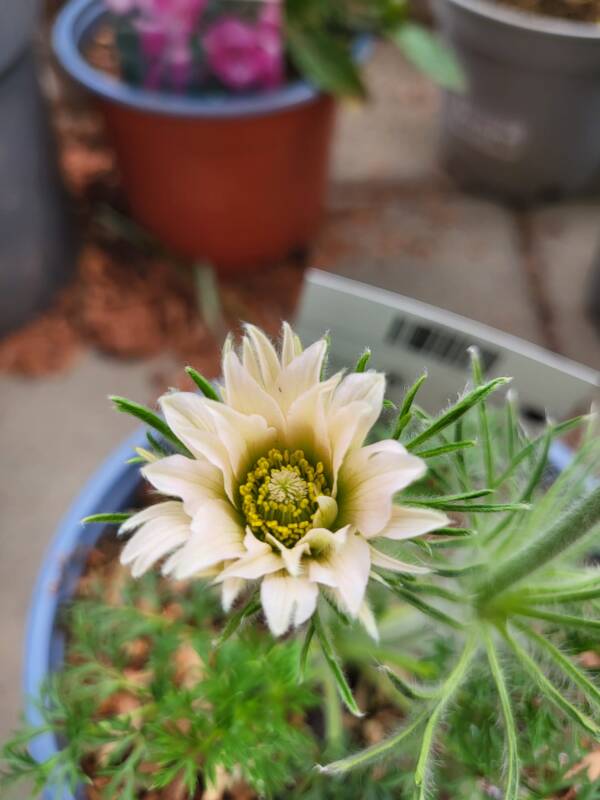 Pulsatilla Vulgaris Prima Papagena - imagine 2