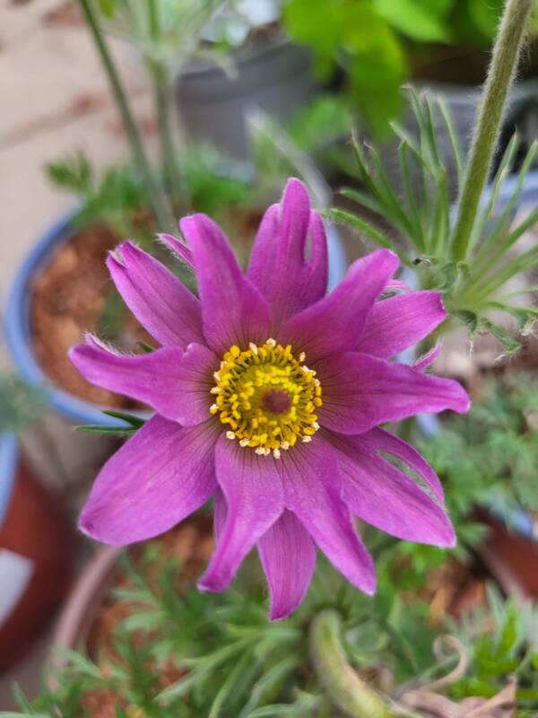 Pulsatilla Vulgaris Prima Papagena - imagine 3