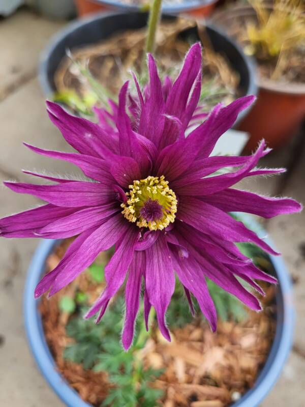 Pulsatilla Vulgaris Prima Papagena - imagine 4
