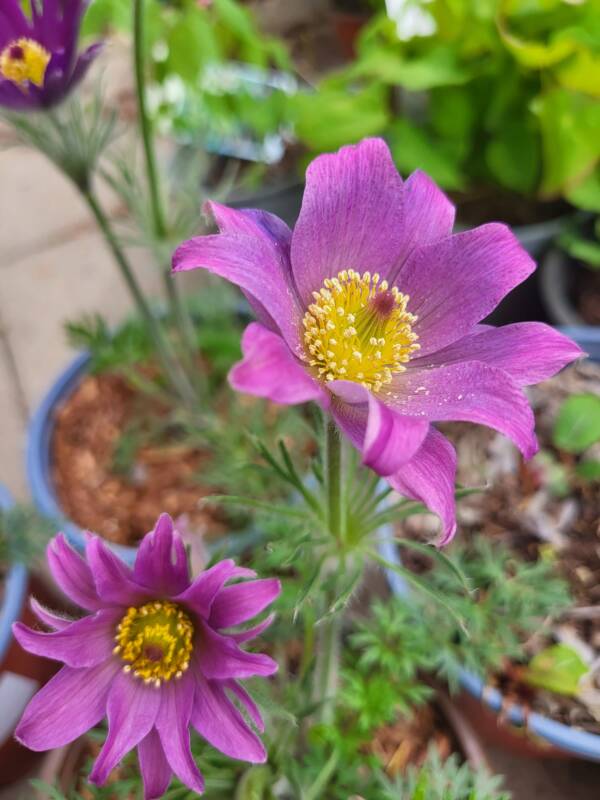 Pulsatilla Vulgaris Prima Papagena - imagine 6