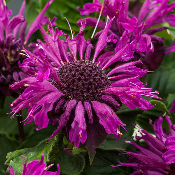 Monarda Bee-Pure - imagine 2