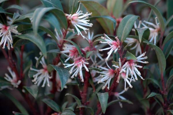 Sarcococca Hookeriana - imagine 2