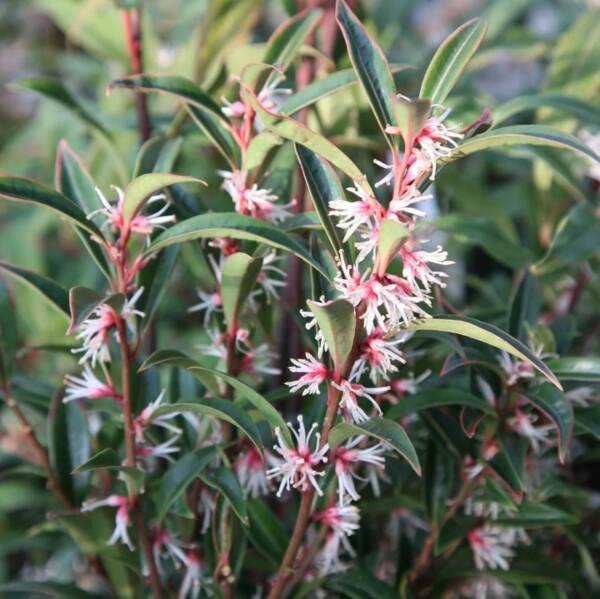 Sarcococca Hookeriana - imagine 3