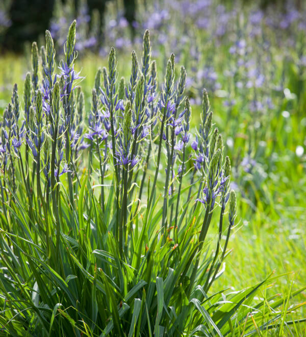 Camassia Leichtlinii Careulea - imagine 2