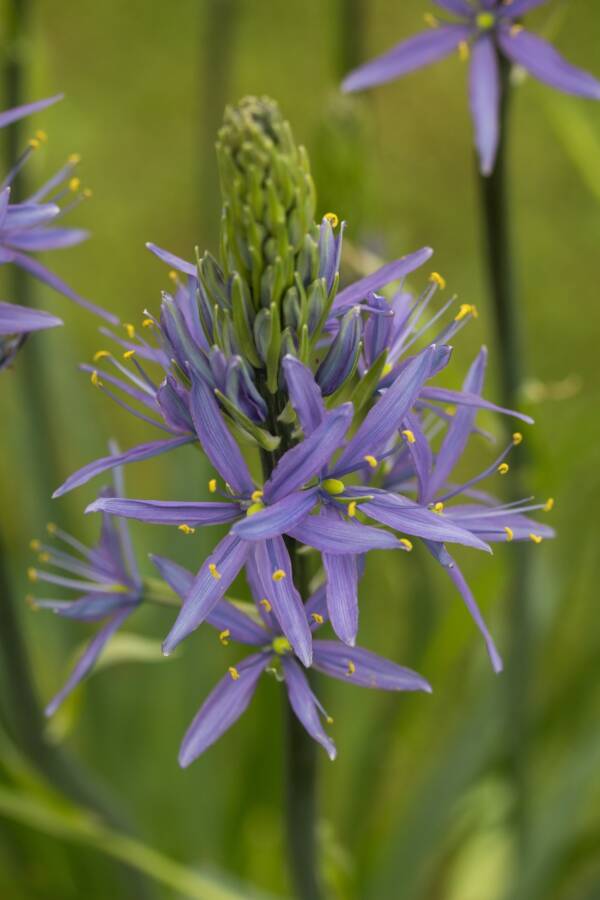 Camassia Leichtlinii Careulea - imagine 3