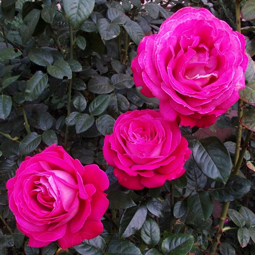 Trandafir Baron E. de Rothschild