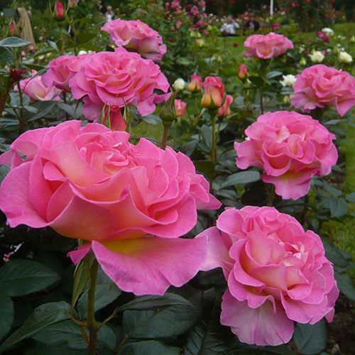 Trandafir Pink Paradise