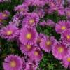 Aster Island Tonga - imagine 3