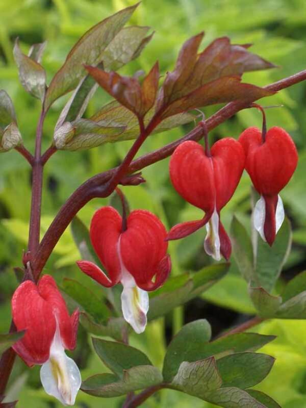 Dicentra Spectabilis Valentine - imagine 2