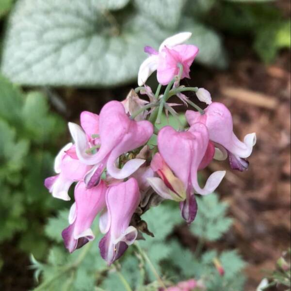 Dicentra Pink Diamonds - imagine 2