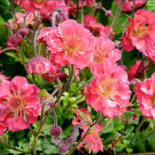 Geum Pink Petticoats - imagine 2