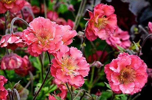 Geum Pink Petticoats - imagine 3