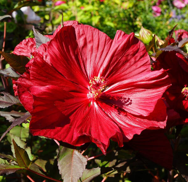 Hibiscus Carousel Geant Red - imagine 2