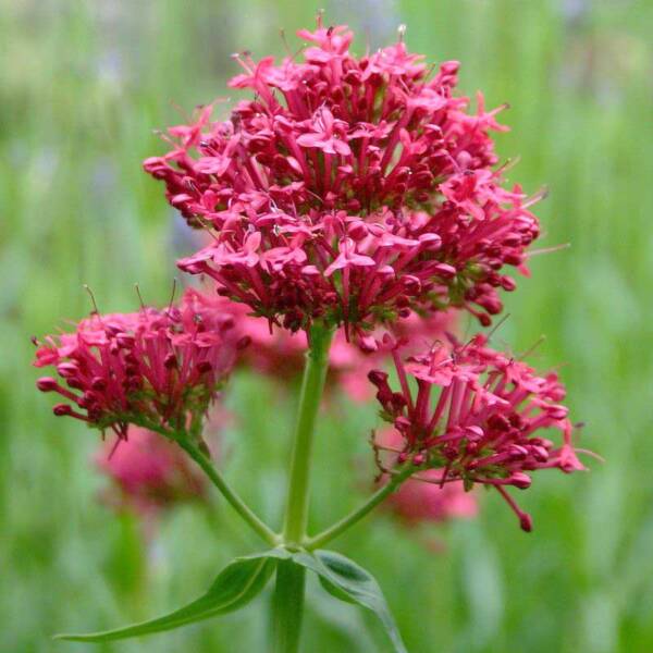 Valeriana - Centranthus Ruber Coccineus - imagine 2