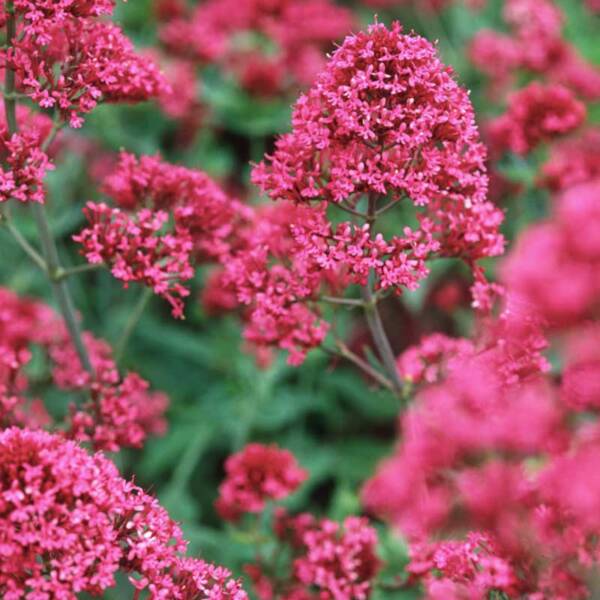 Valeriana - Centranthus Ruber Coccineus - imagine 3