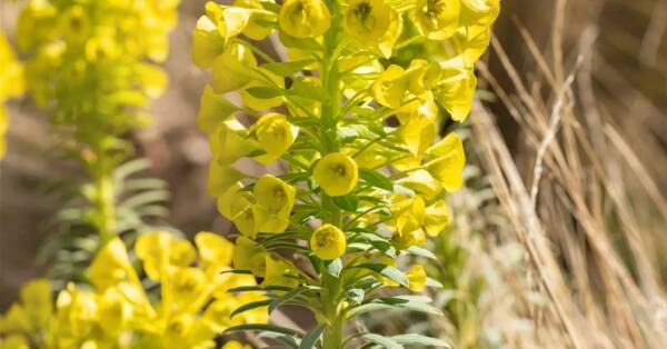 Euphorbia Humpty Dumpty - imagine 2