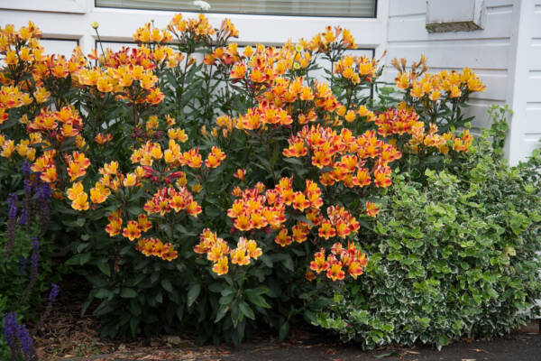 Alstroemeria Indian Summer - imagine 3