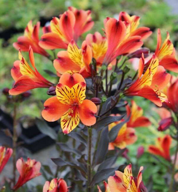 Alstroemeria Indian Summer - imagine 2